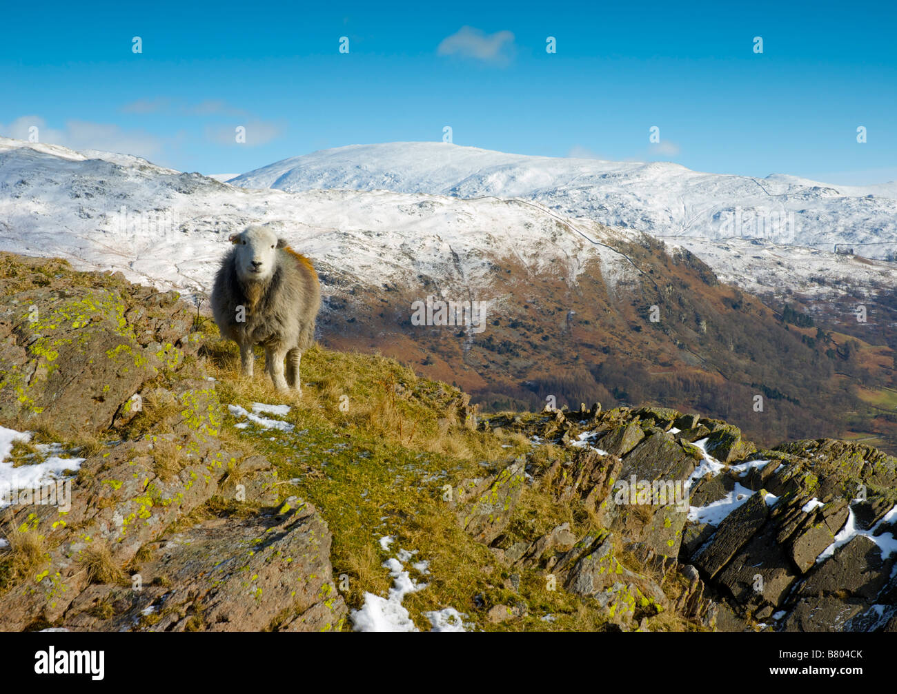 Herdwick Schafe auf den Fjälls über Grasmere mit Fairfield in der Ferne, Nationalpark Lake District, Cumbria, England UK Stockfoto