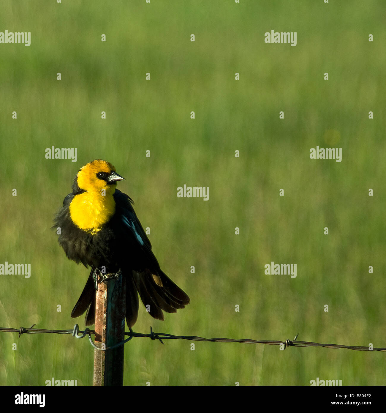 Schöne gelb-vorangegangene Amsel posiert mit verbreiten Schwanzfedern auf einem Mast in einem Feld Stockfoto