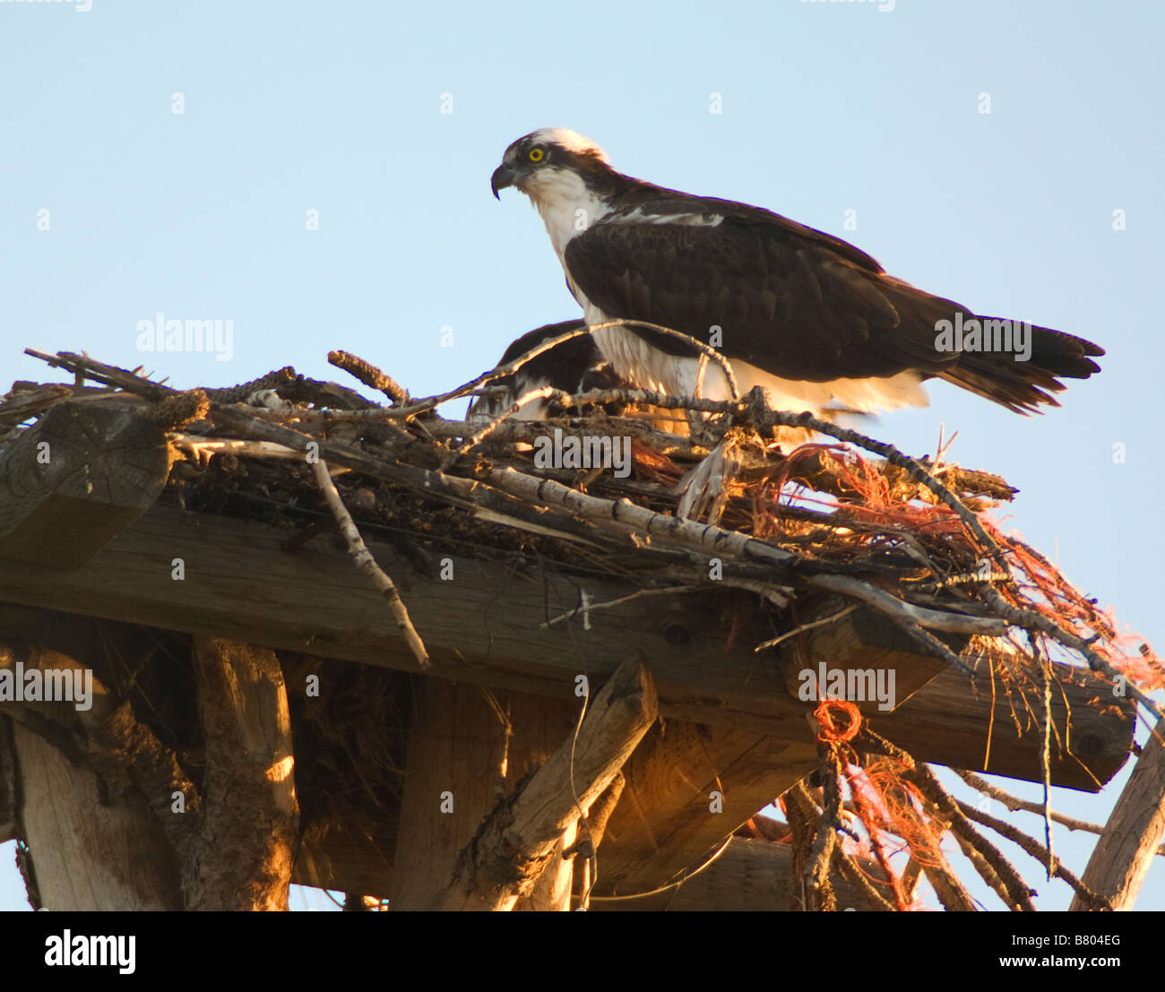 Fischadler sitzt auf seinem Nest, die darauf warten, ihre Jungen zu füttern, bei Sonnenaufgang Stockfoto