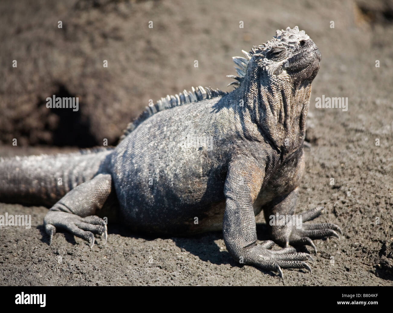 Männliche marine Iguana, Fernandina Insel der Galapagos Inseln. Stockfoto