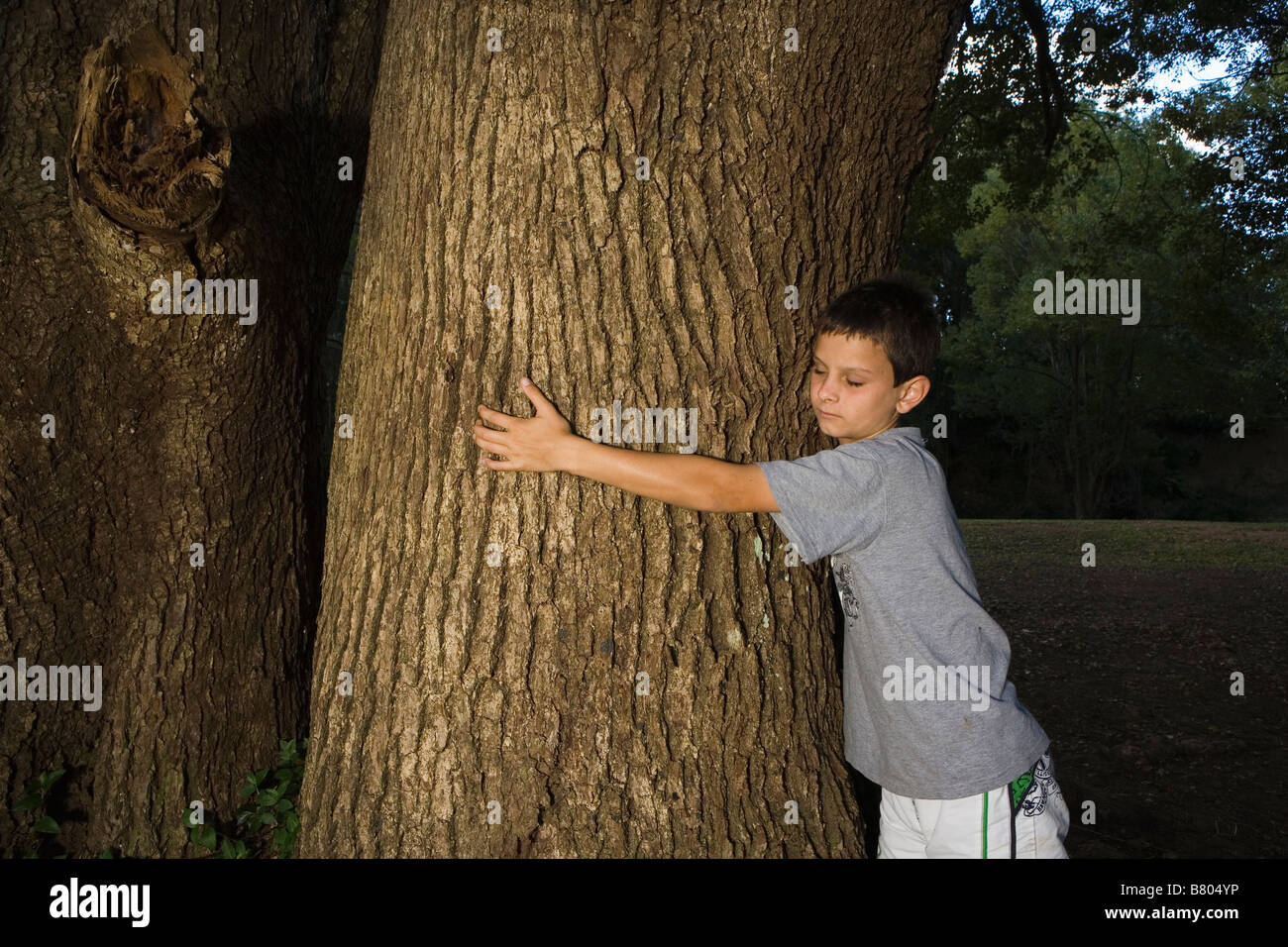 Junge umarmt Baum Stockfoto