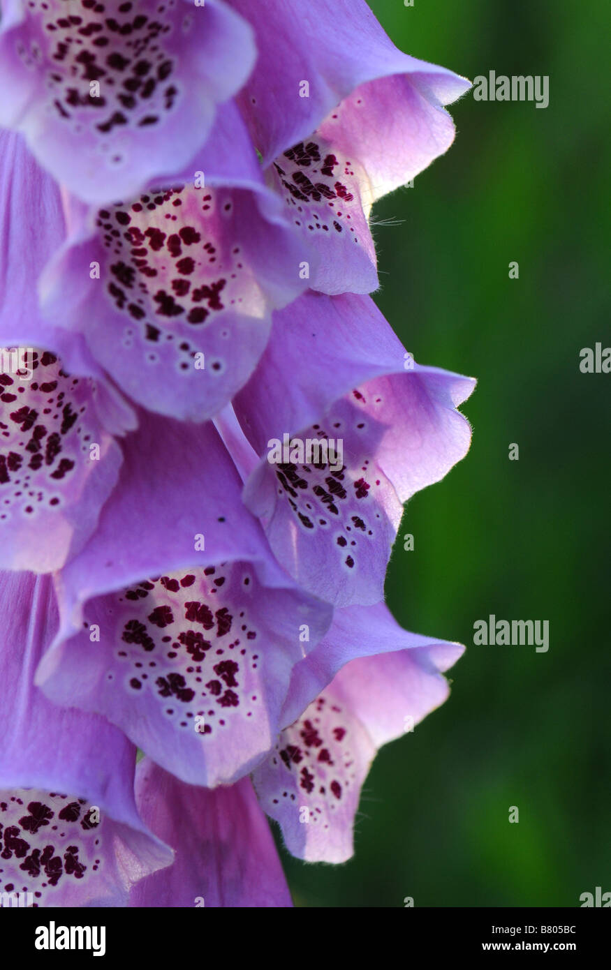 Nahaufnahme von Fox Handschuh Blumen Stockfoto