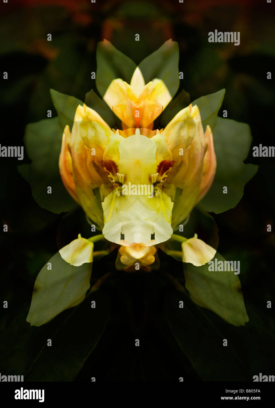 Rhododenron Blume Spiegelbild Stockfoto