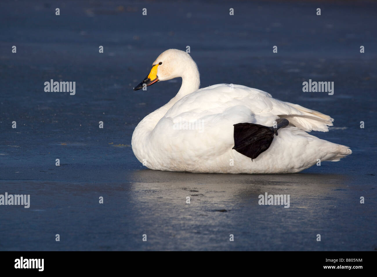 Bewick Schwan Cygnus Columbarius auf Eis Stockfoto