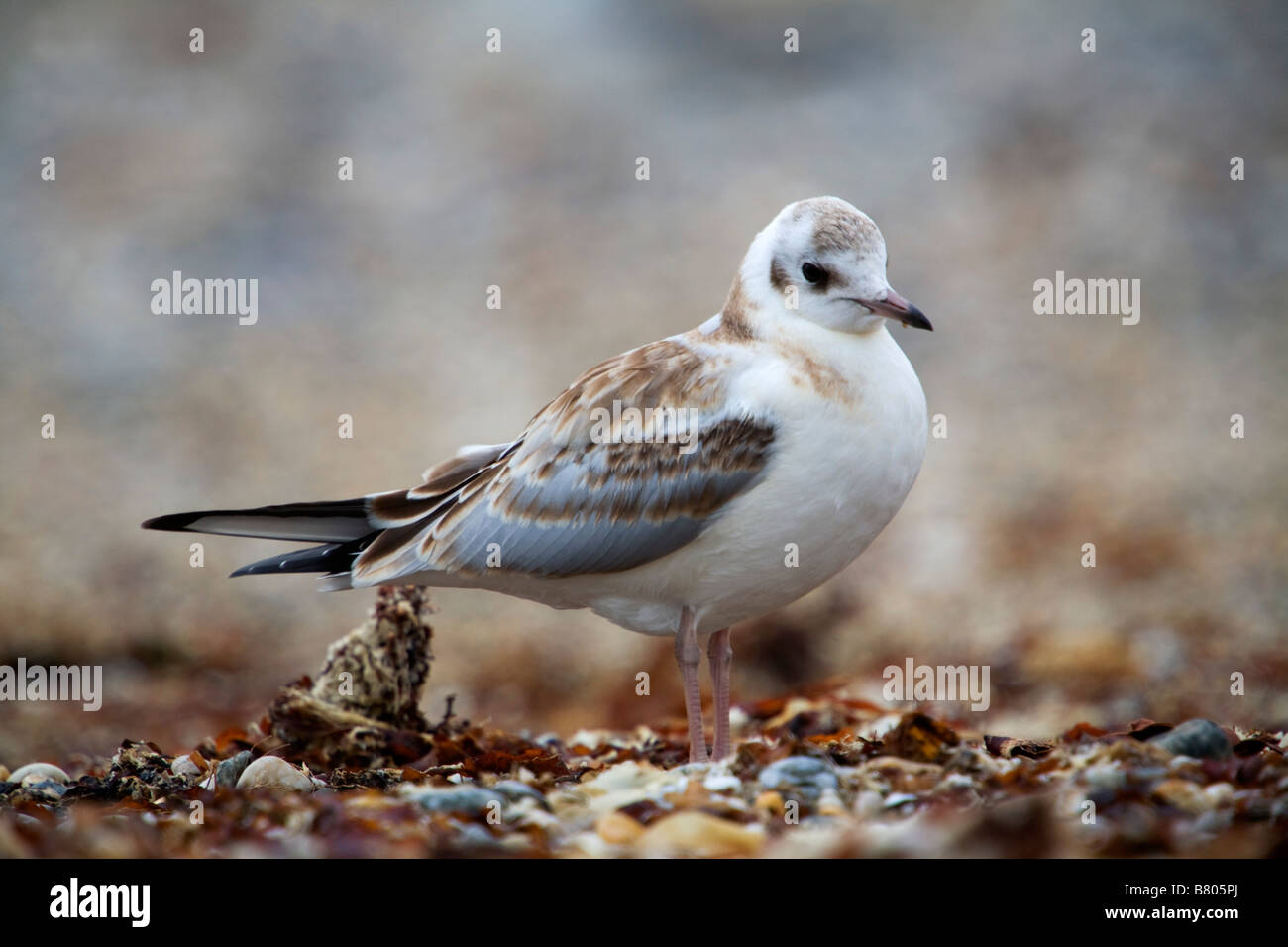 schwarze Leitung Möve Larus Ridibundus juvenile Stockfoto