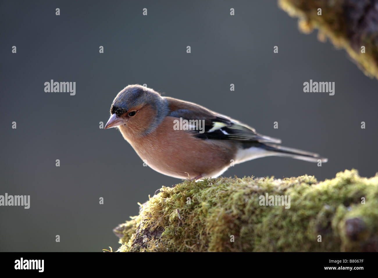 Buchfink Fringilla Coelebs cornwall Stockfoto