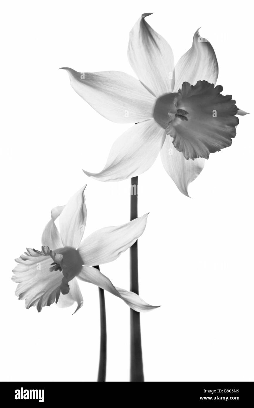 Schwarz / weiß-Narzissen Stockfoto