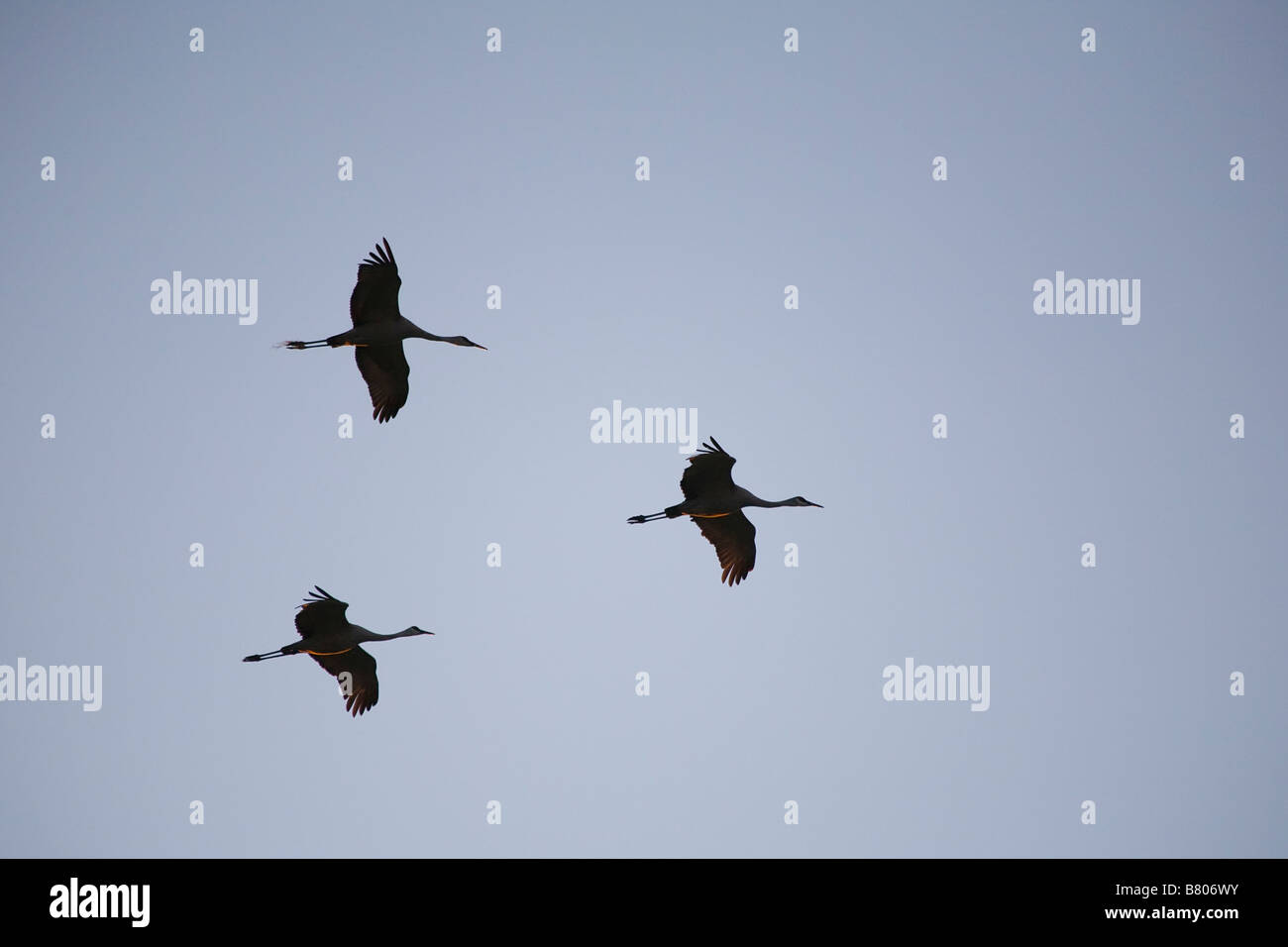 Kraniche Grus Canadensis fliegen über die Sellerie-Felder in Sarasota Florida Stockfoto