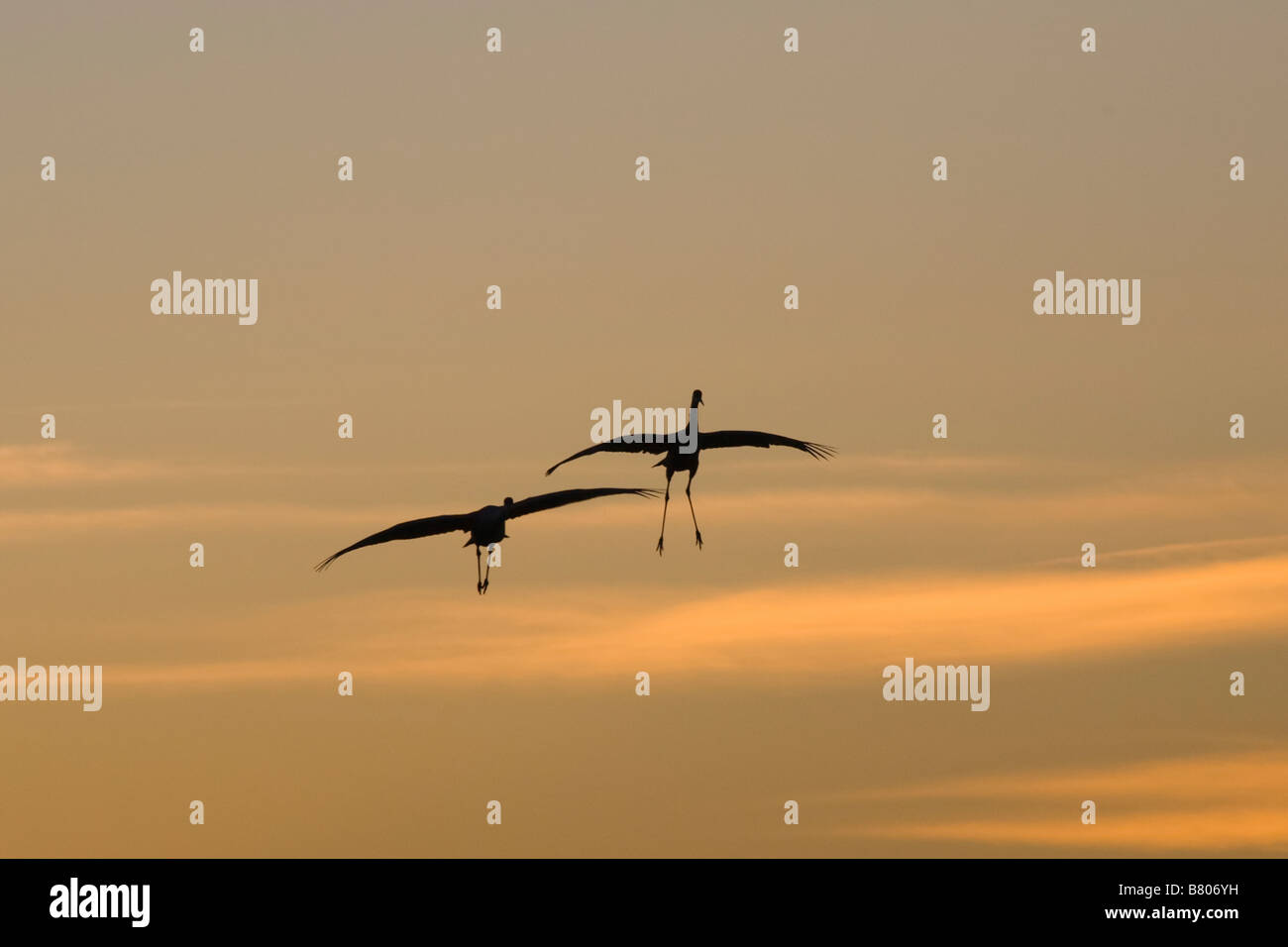 Kraniche Grus Canadensis über den Boden in einem Teich auf den Sellerie in Sarasota Florida orange sunset Himmel Stockfoto