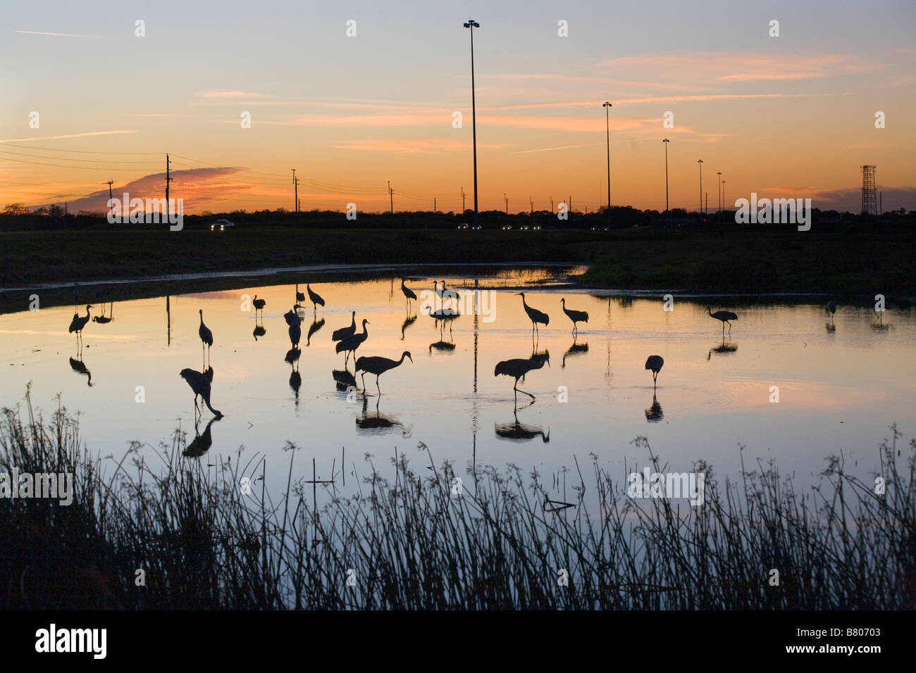 Kraniche Grus Canadensis Silhouette gegen eine orange sunset Himmel in einem Teich auf den Sellerie in Sarasota Florida Stockfoto