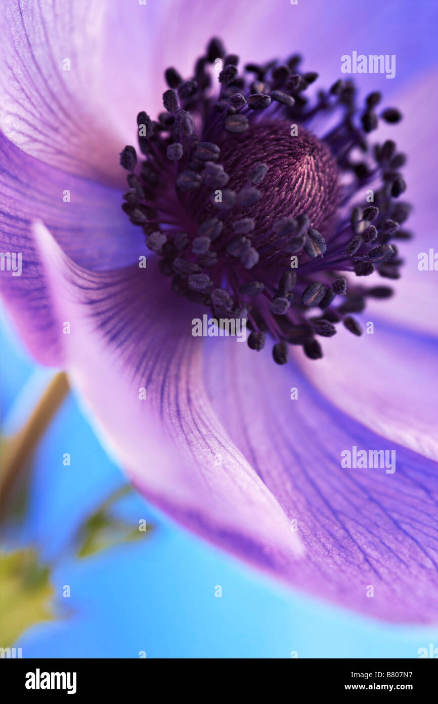 Anemone-Blüte Stockfoto