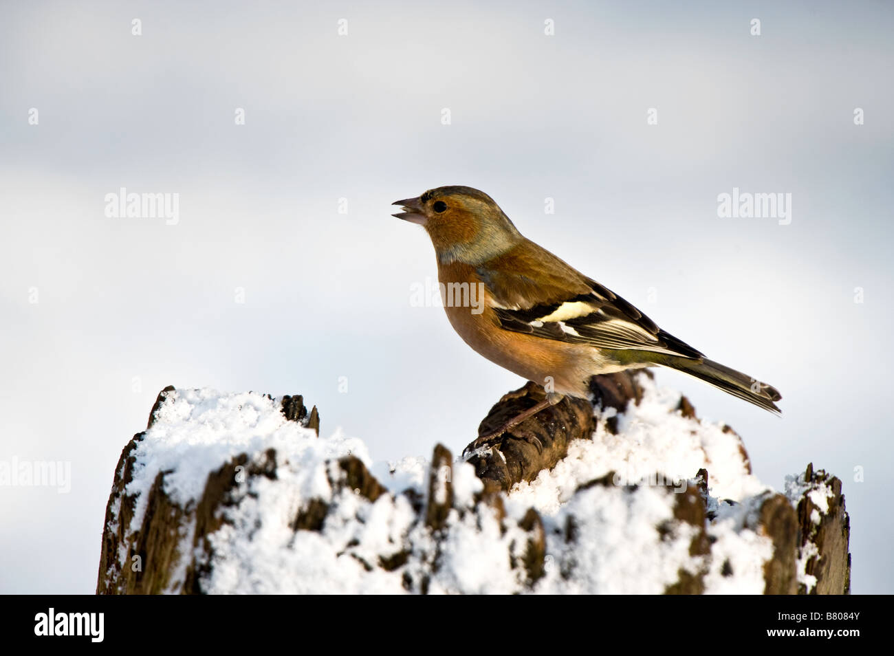 Buchfink auf Pfosten im Schnee - Fringilla coelebs Stockfoto