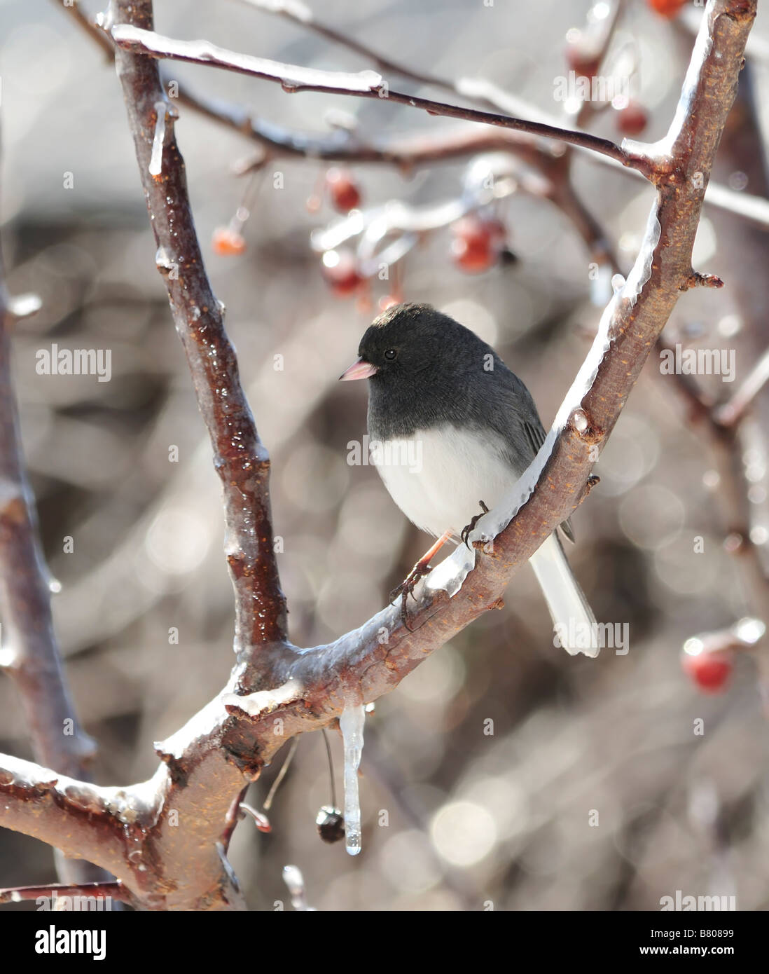 Dark eyed Junco, Junco hyemalis, in einem eisigen Baum gehockt. Oklahoma, USA. Stockfoto