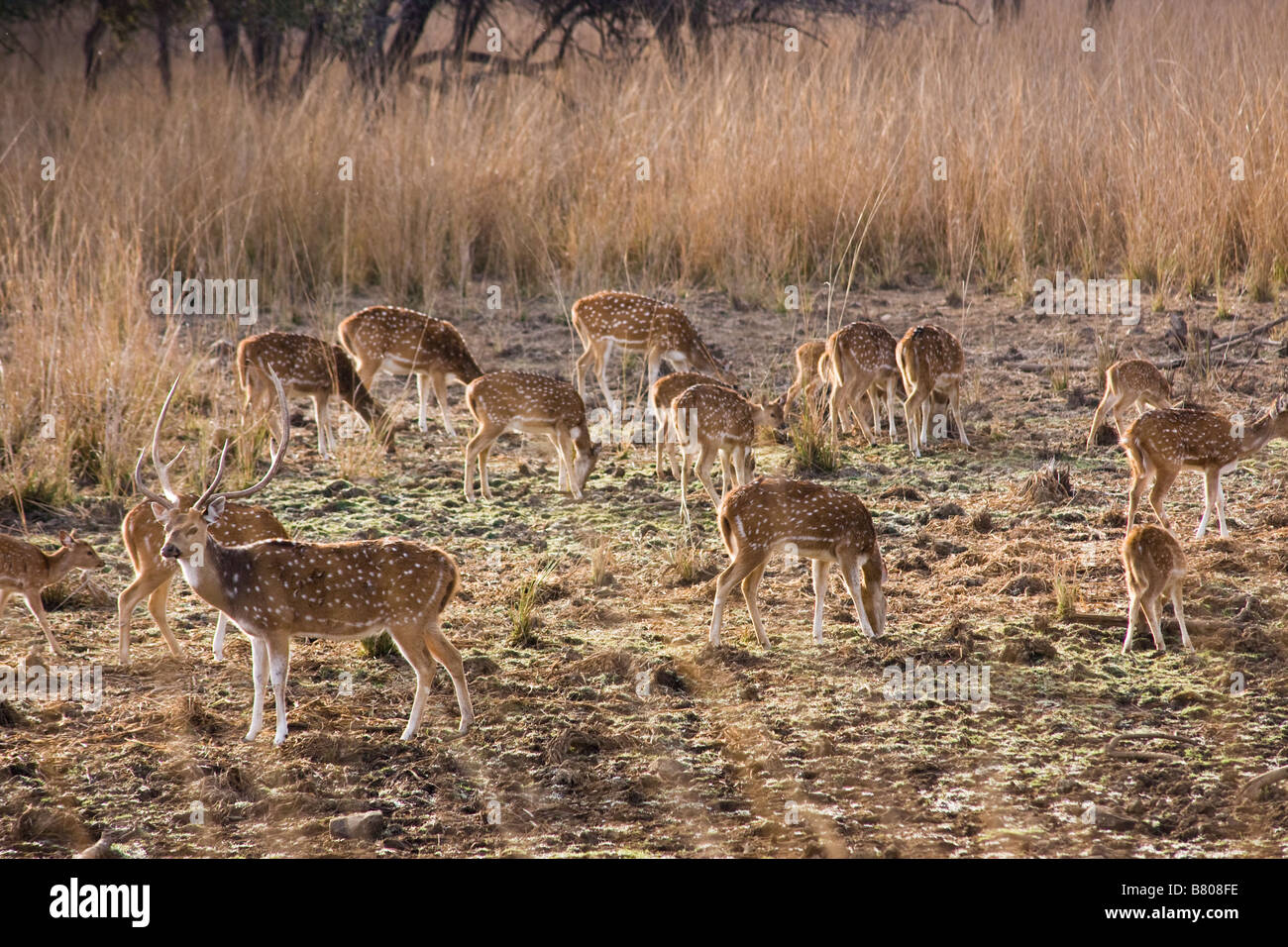 Herde von Spotted Chital Rotwild (Achse-Achse) mit Hirsch im Vordergrund, Ranthambhore National Park, Indien Stockfoto