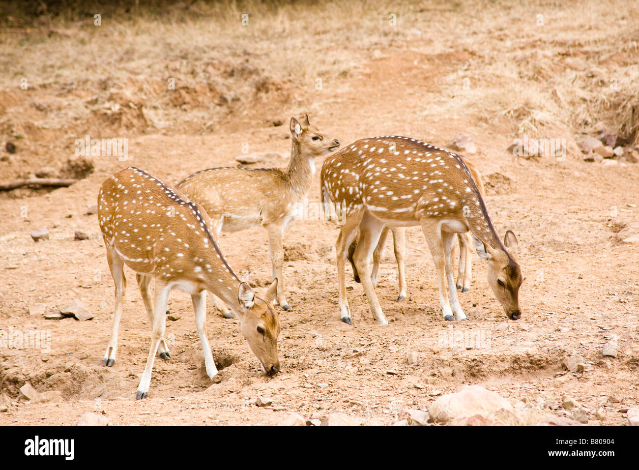 Weibliche entdeckt Chital Rotwild (Achse-Achse) mit ihrer jungen. Ranthanbhore Nationalpark Indien Stockfoto
