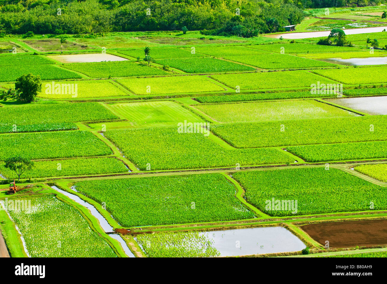 Taro-Felder in Hanalei Tal Insel Kauai Hawaii Stockfoto