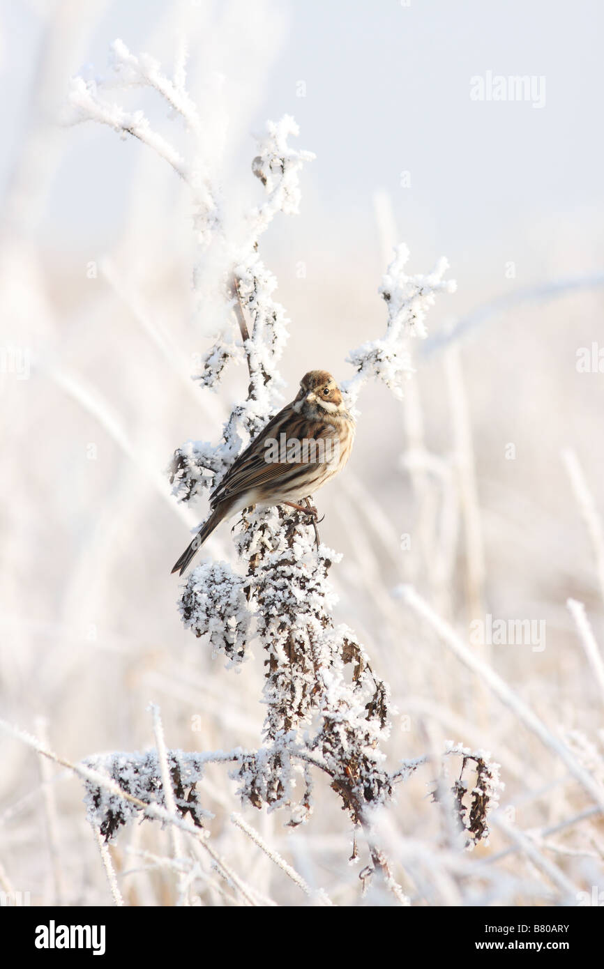 Emberiza emberiza, weiblichen Rohrammer an einem frostigen Pflanze, im Winter. Stockfoto