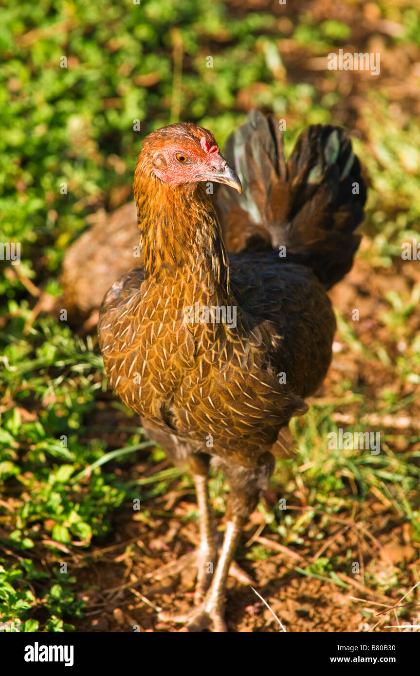 Wilde Hühner Insel Kauai Hawaii Stockfoto