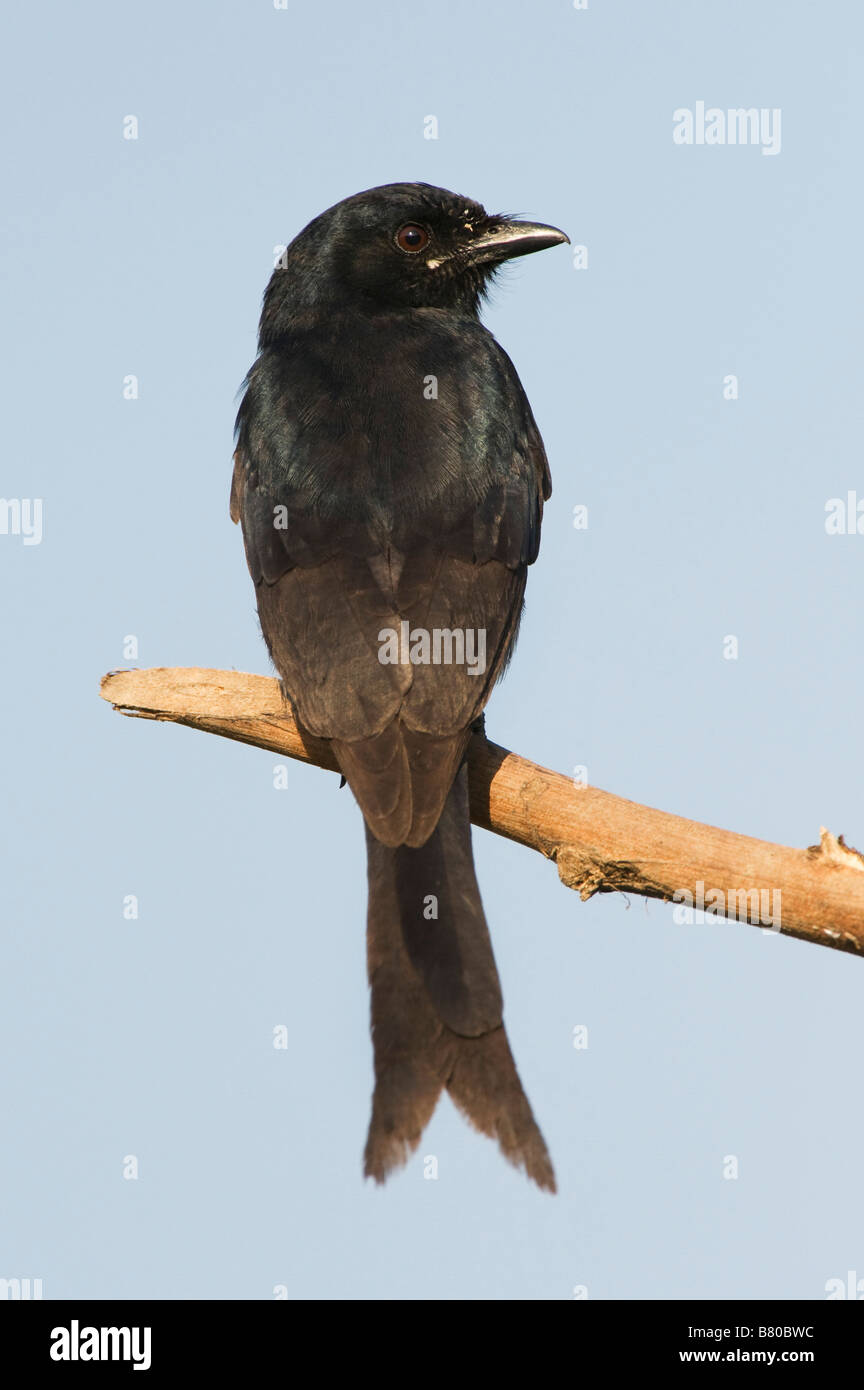 Dicrurus macrocercus. Schwarz Drongo Vogel thront auf einem Stick in der indischen Landschaft. Andhra Pradesh, Indien Stockfoto