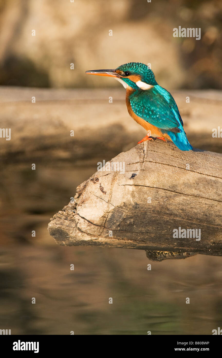Gemeinsame Europäische Kingfisher thront auf einem Baumstamm über einen Brunnen in der indischen Landschaft. Andhra Pradesh, Indien Stockfoto