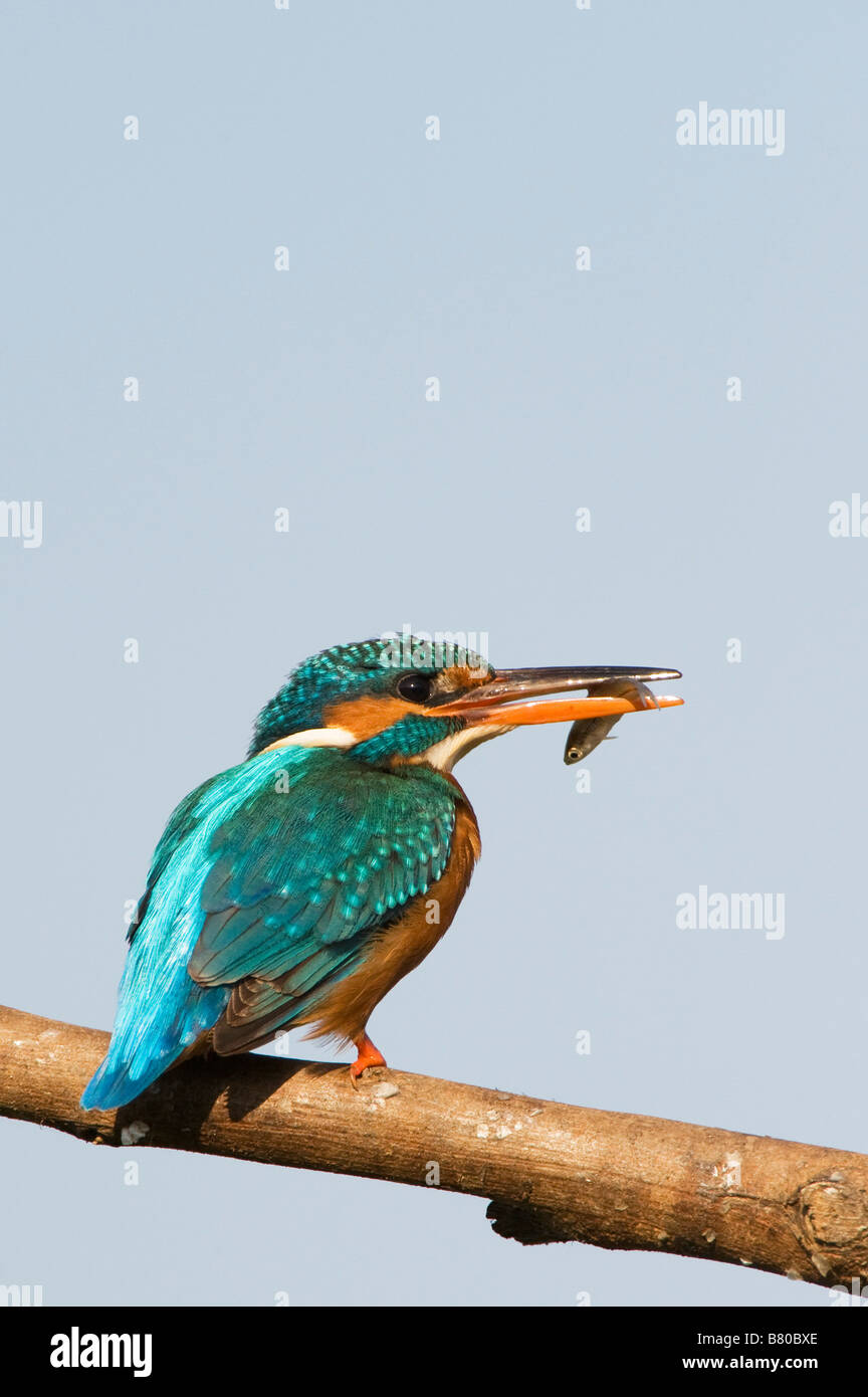 Gemeinsame Europäische Kingfisher thront auf einem Stick mit einem Fisch im Schnabel, über einen Brunnen in der indischen Landschaft. Andhra Pradesh, Indien Stockfoto