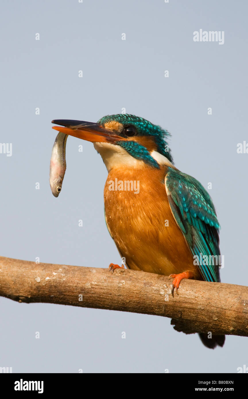 Gemeinsame Europäische Kingfisher thront auf einem Stick mit einem Fisch im Schnabel, über einen Brunnen in der indischen Landschaft. Andhra Pradesh, Indien Stockfoto