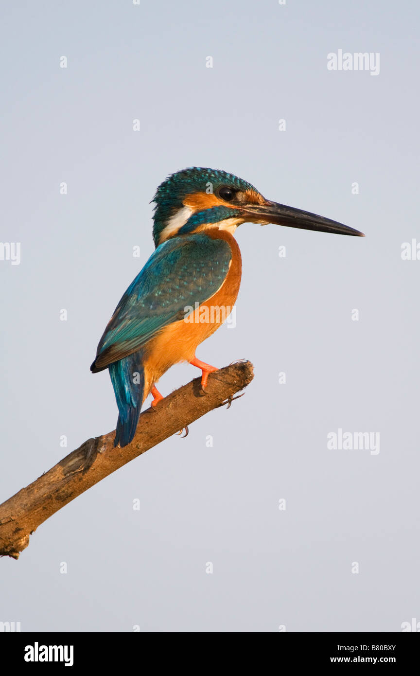Gemeinsame Europäische Kingfisher thront auf einem Stick über einen Brunnen in der indischen Landschaft. Andhra Pradesh, Indien Stockfoto