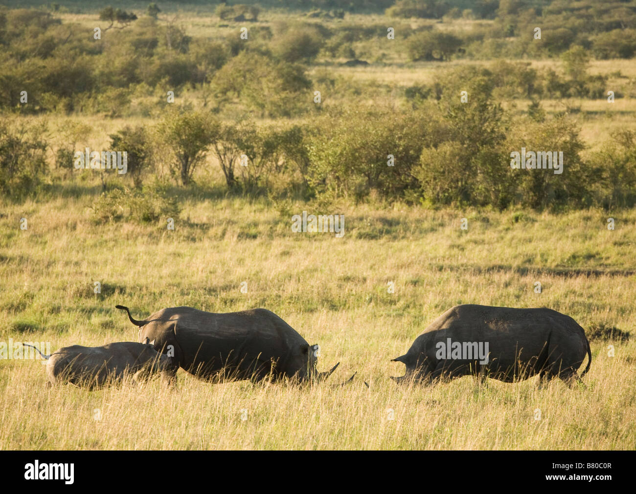 Ein Spitzmaulnashorn mit ihrem Kalb den Stier in der Masai Mara in Kenia eine Herausforderung Stockfoto