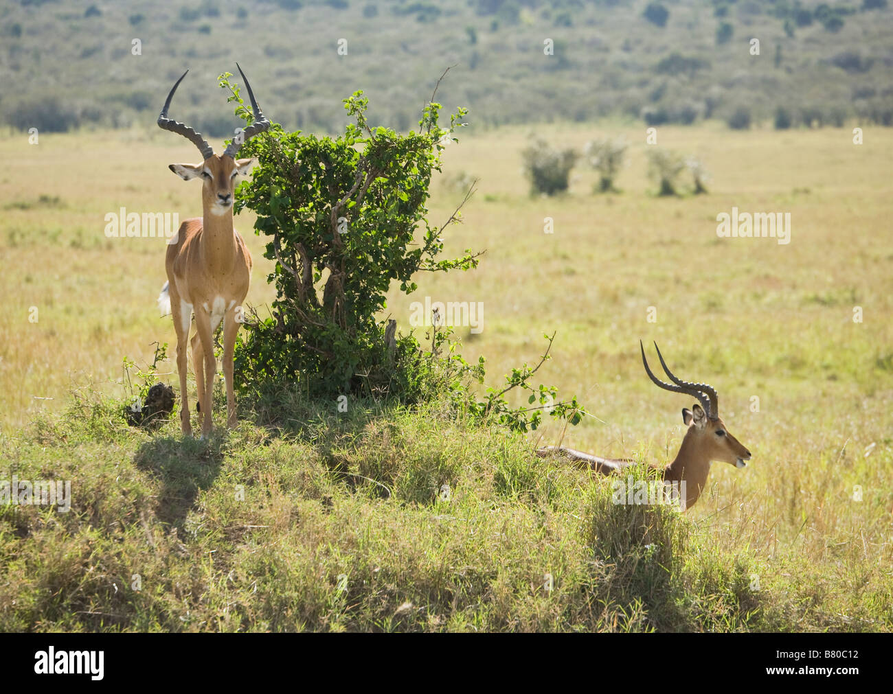 Impala in der Masai Mara in Kenia Stockfoto