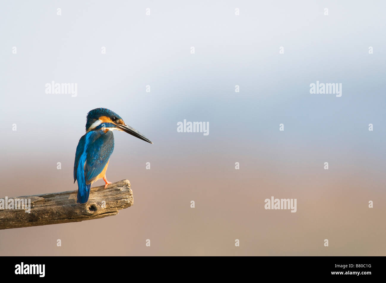 Gemeinsame Europäische Kingfisher thront auf einem Stick über einen Brunnen in der indischen Landschaft. Andhra Pradesh, Indien Stockfoto