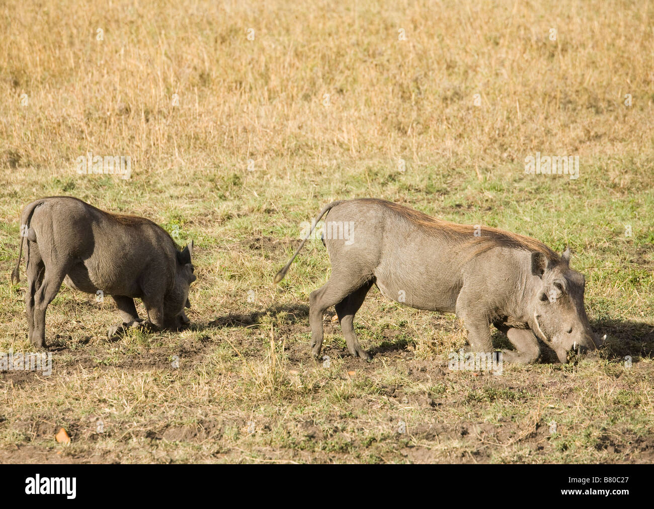Warzenschweine auf Nahrungssuche auf den Ebenen der Masai Mara in Kenia Stockfoto