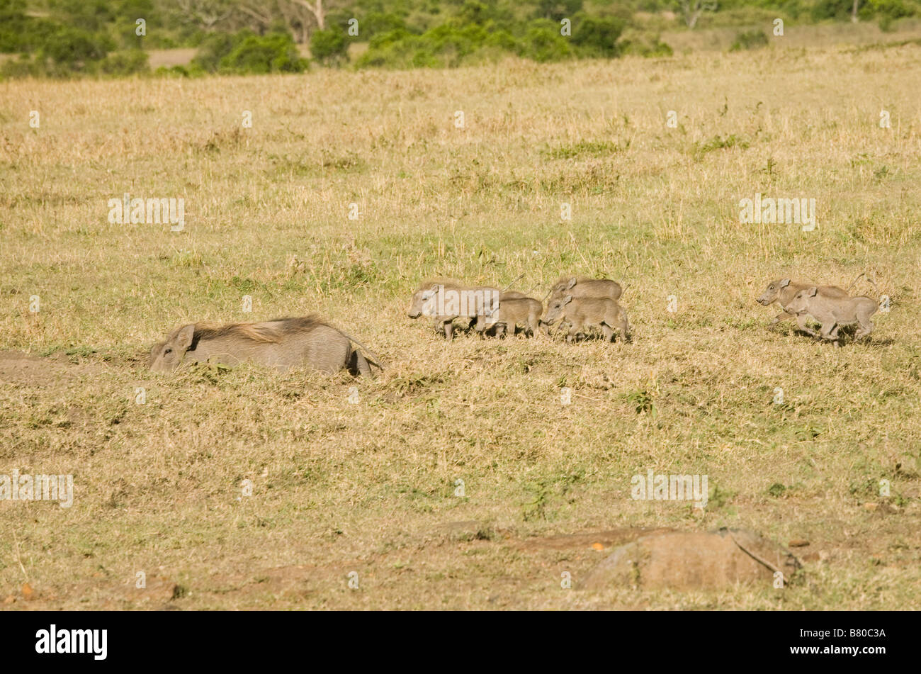 Warzenschwein mit ihrem jungen laufen zu Boden in der Masai Mara in Kenia Stockfoto