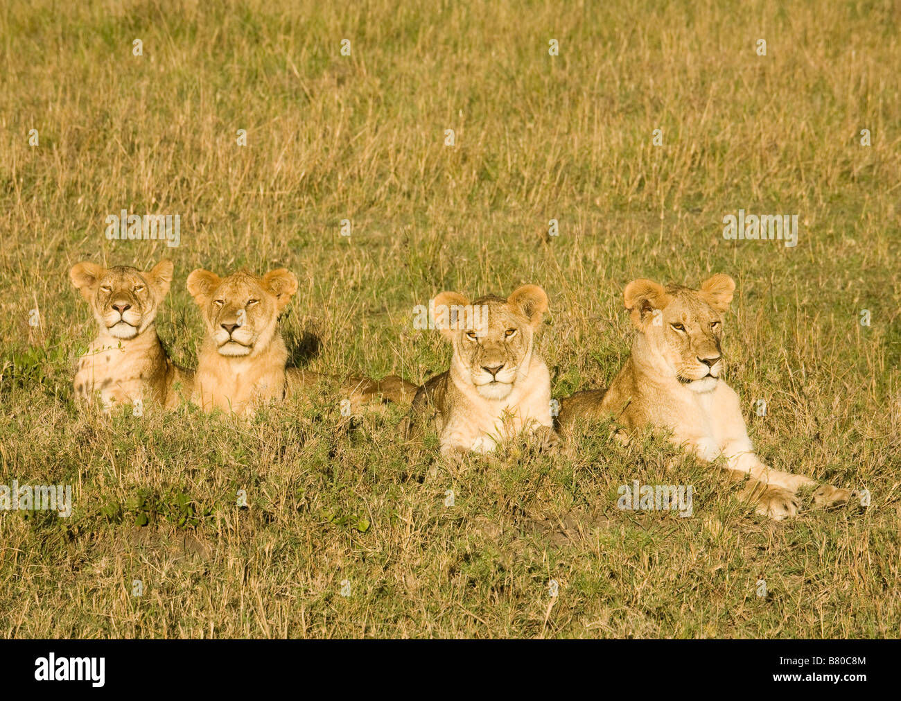 Löwen liegen auf den Ebenen der Masai Mara in Kenia Stockfoto