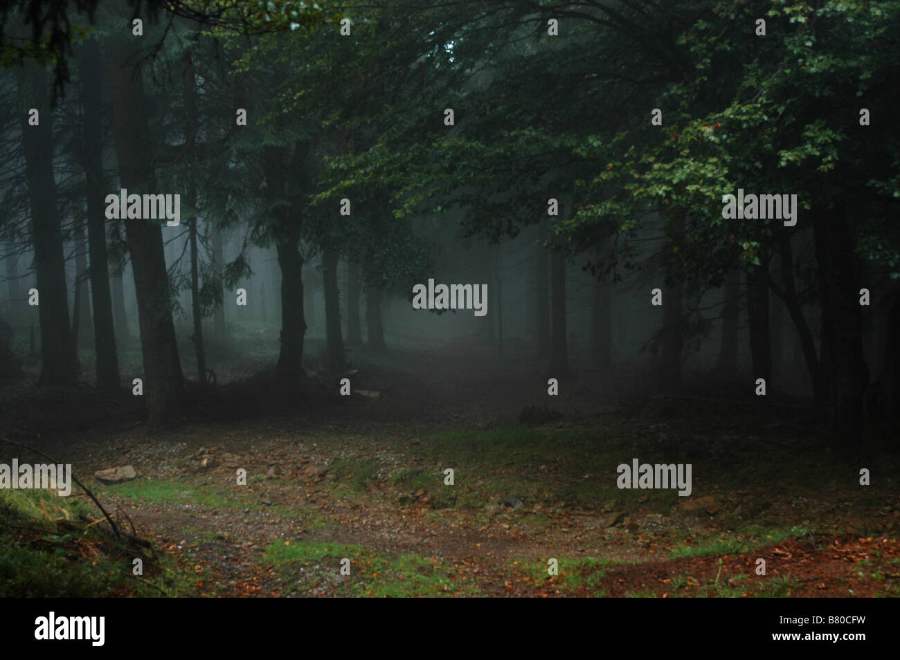 Ein dunkel und neblig deutscher Wald. Stockfoto