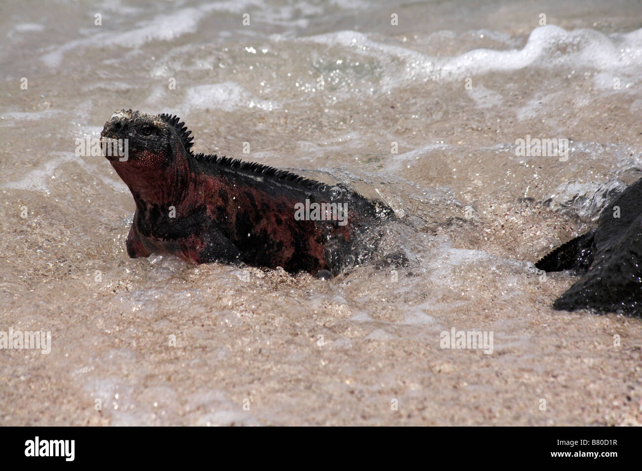 Galapagos Marine iguana, Amblyrhynchus cristatus venustissimus aus dem Meer in Punta Suarez, Espanola Island, Galapagos Inseln im September Stockfoto