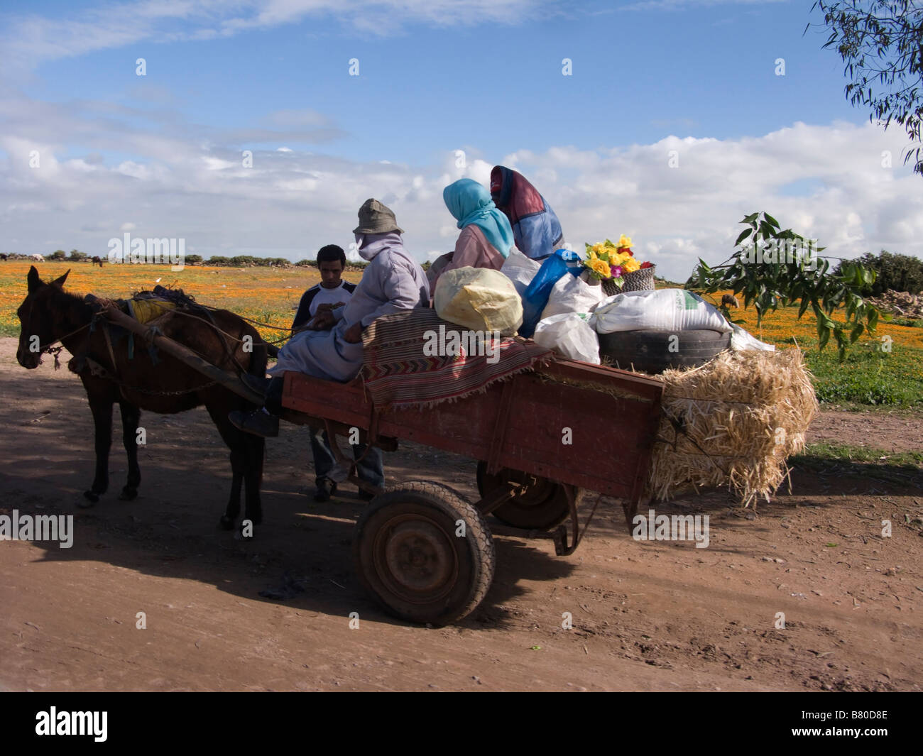 Bauern auf Pferdekutsche in Marokko Stockfoto