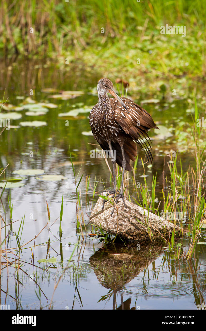 Limpkin (Aramus Guarauna) Watvogel im Feuchtgebiet des Deaton Park in Zentral-Florida, USA Stockfoto