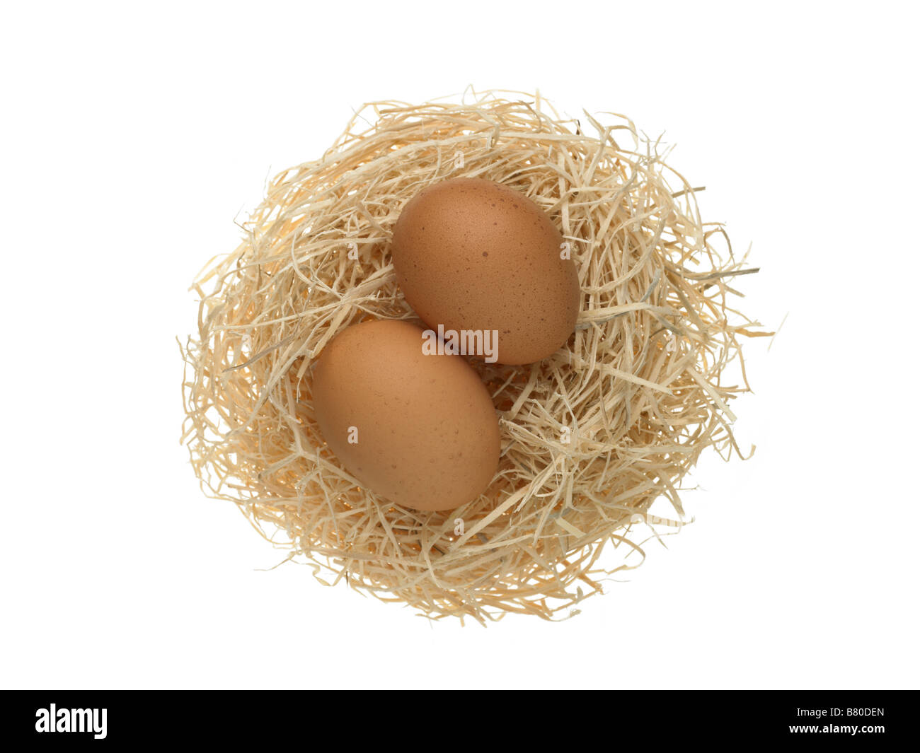Ei in einem nest Stockfoto
