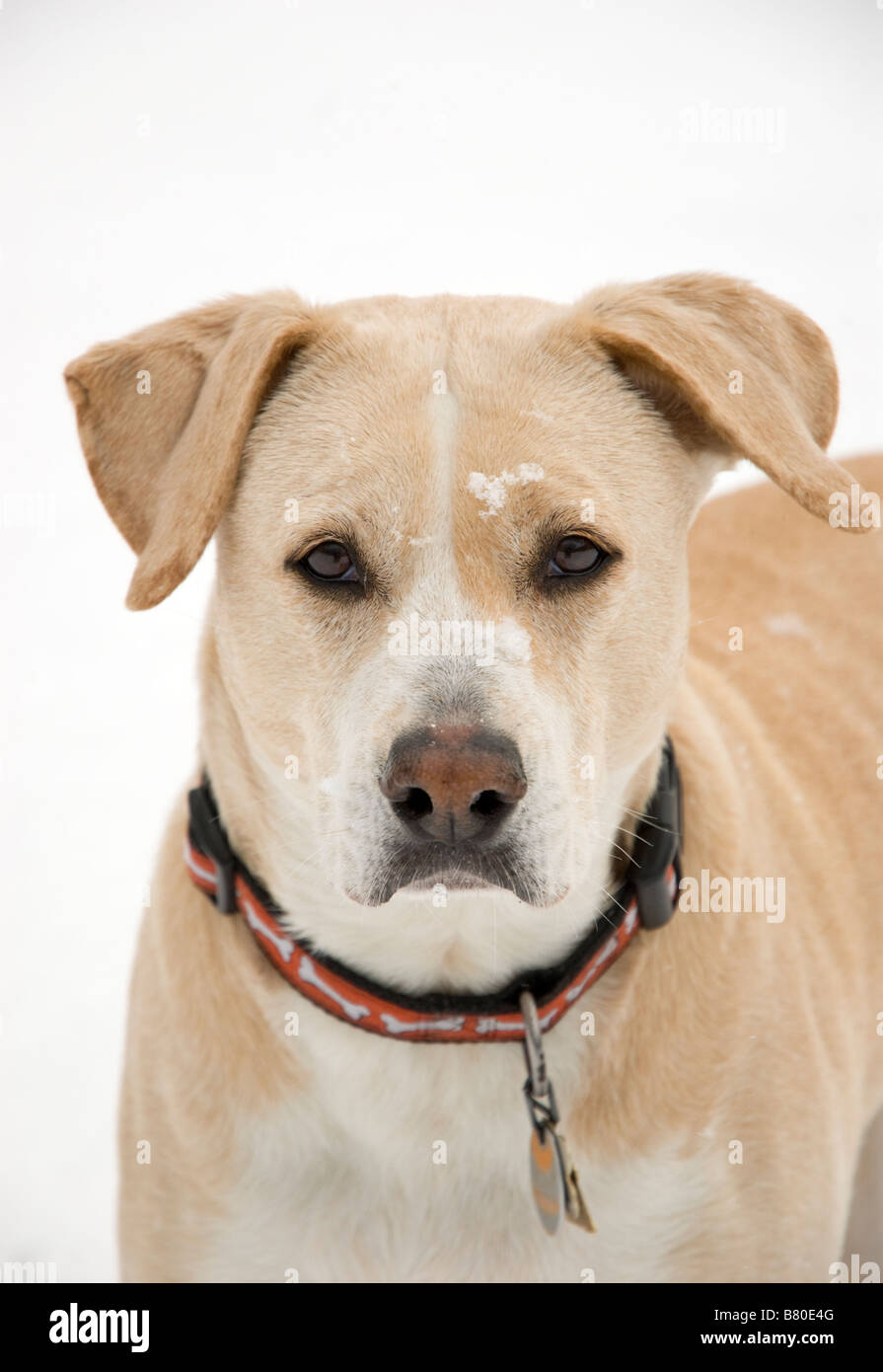 Porträt eines Hundes im Schnee Stockfoto