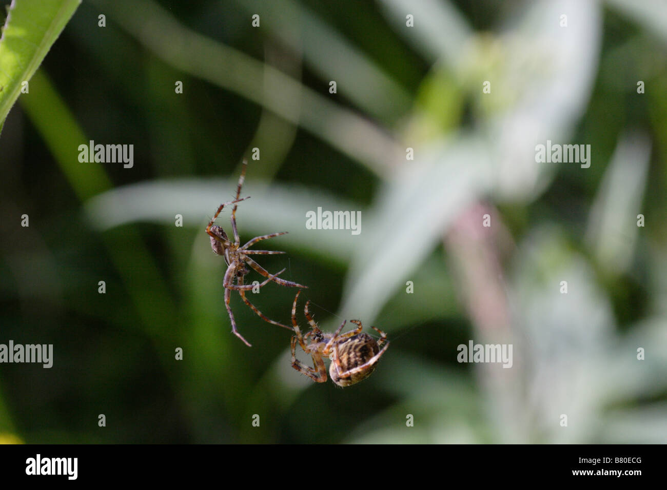 European Garden Spider Paarung (Araneus diadematus) Stockfoto