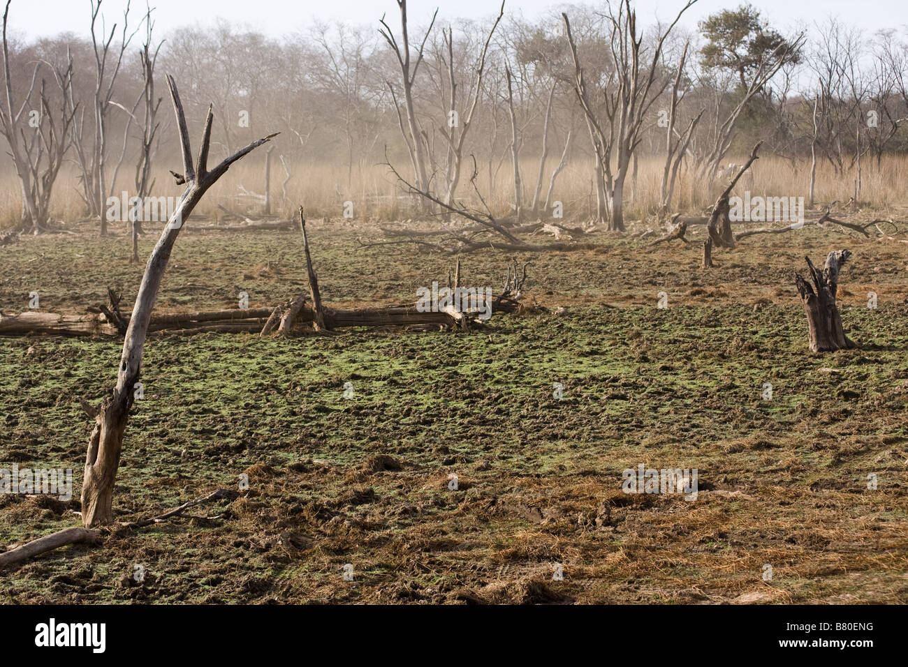 Trockene Saison Ranthambhore National Park-Indien Stockfoto