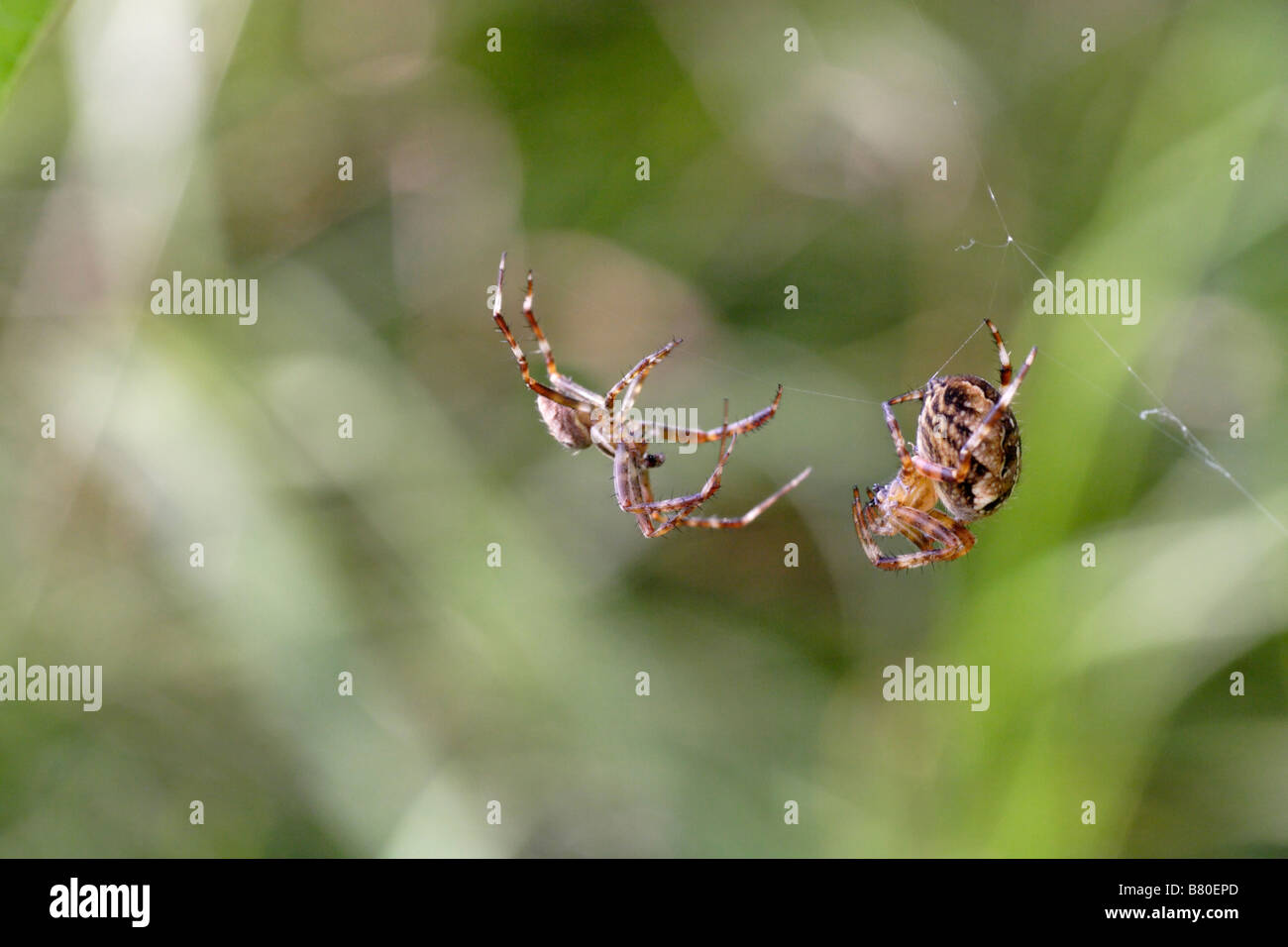 European Garden Spider Paarung (Araneus diadematus) Stockfoto