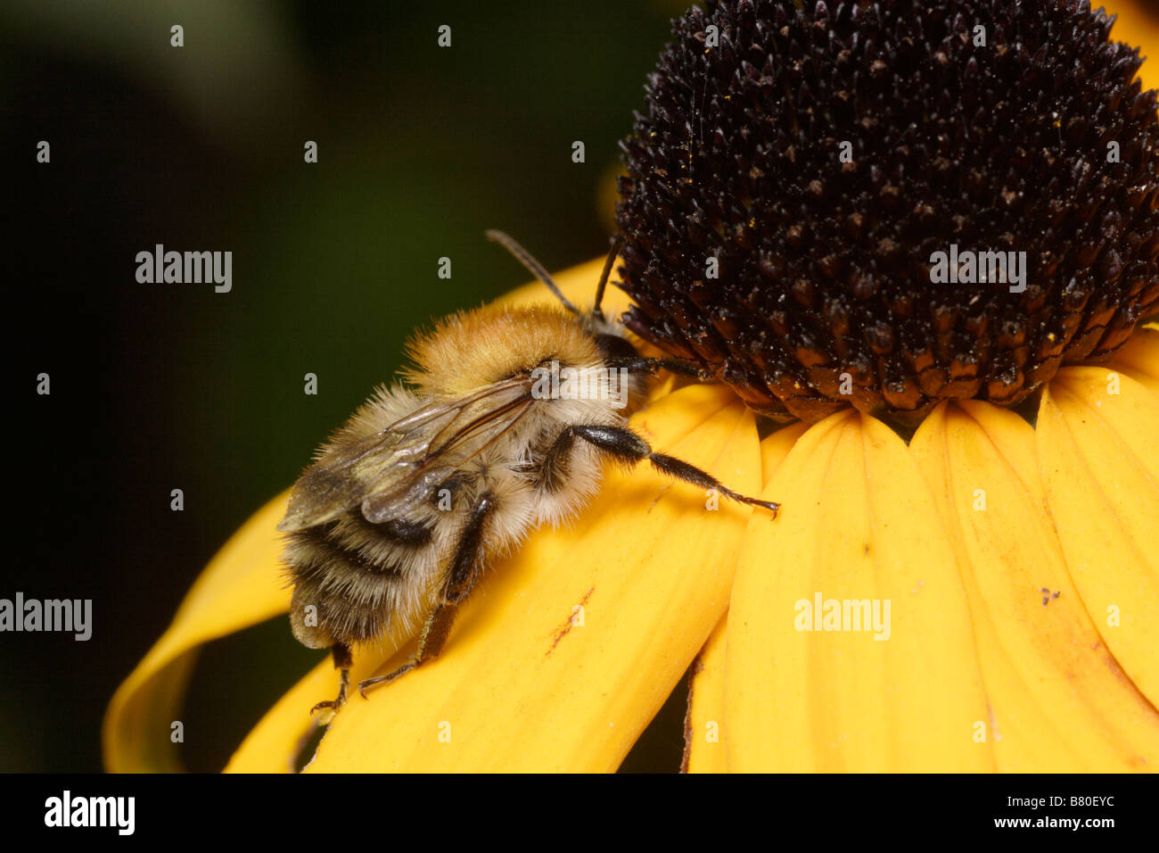 Wilde Biene, Colletes Daviesanus, auf einem Echinacea. Stockfoto