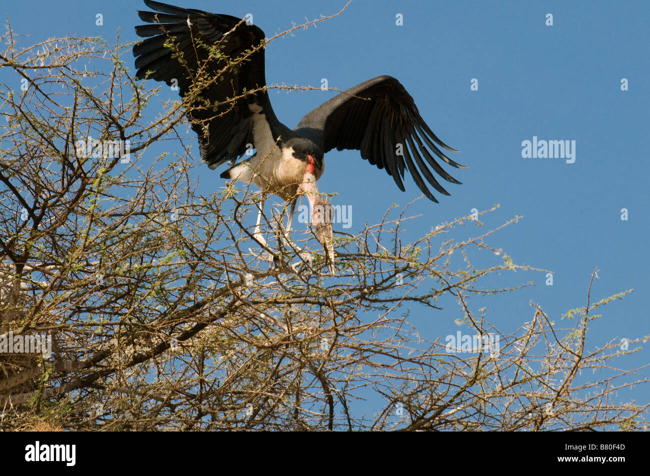 Marabu, die Landung auf den Ästen eines Baumes Nechisar Nationalpark Äthiopien Afrika Stockfoto