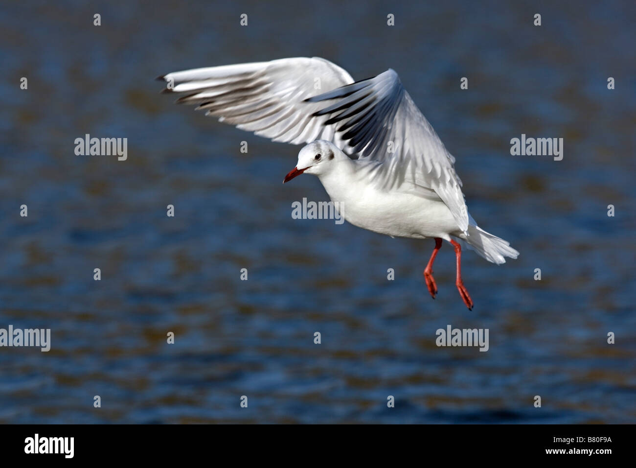 schwarze Leitung Möve Larus Ridibundus im Flug Stockfoto