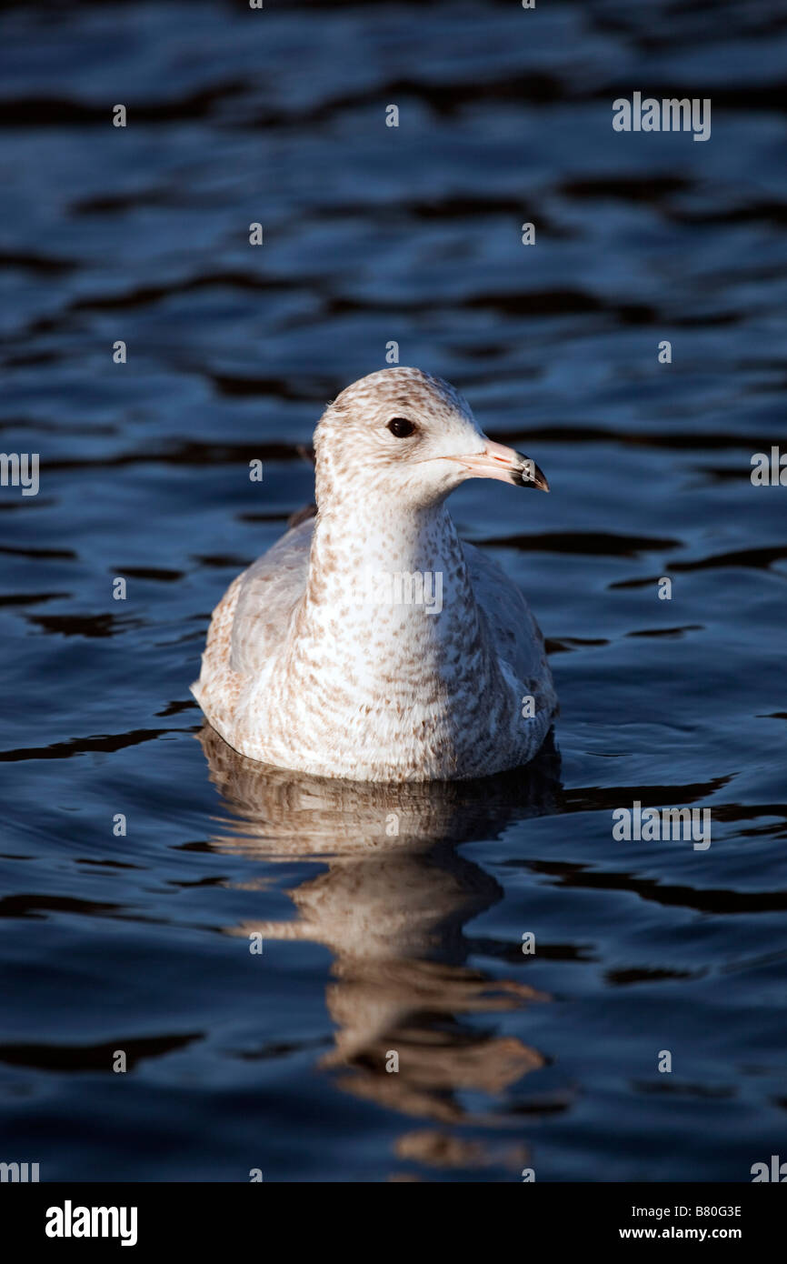 beringt Rechnung Möve Larus Delawarensis ersten winter Stockfoto