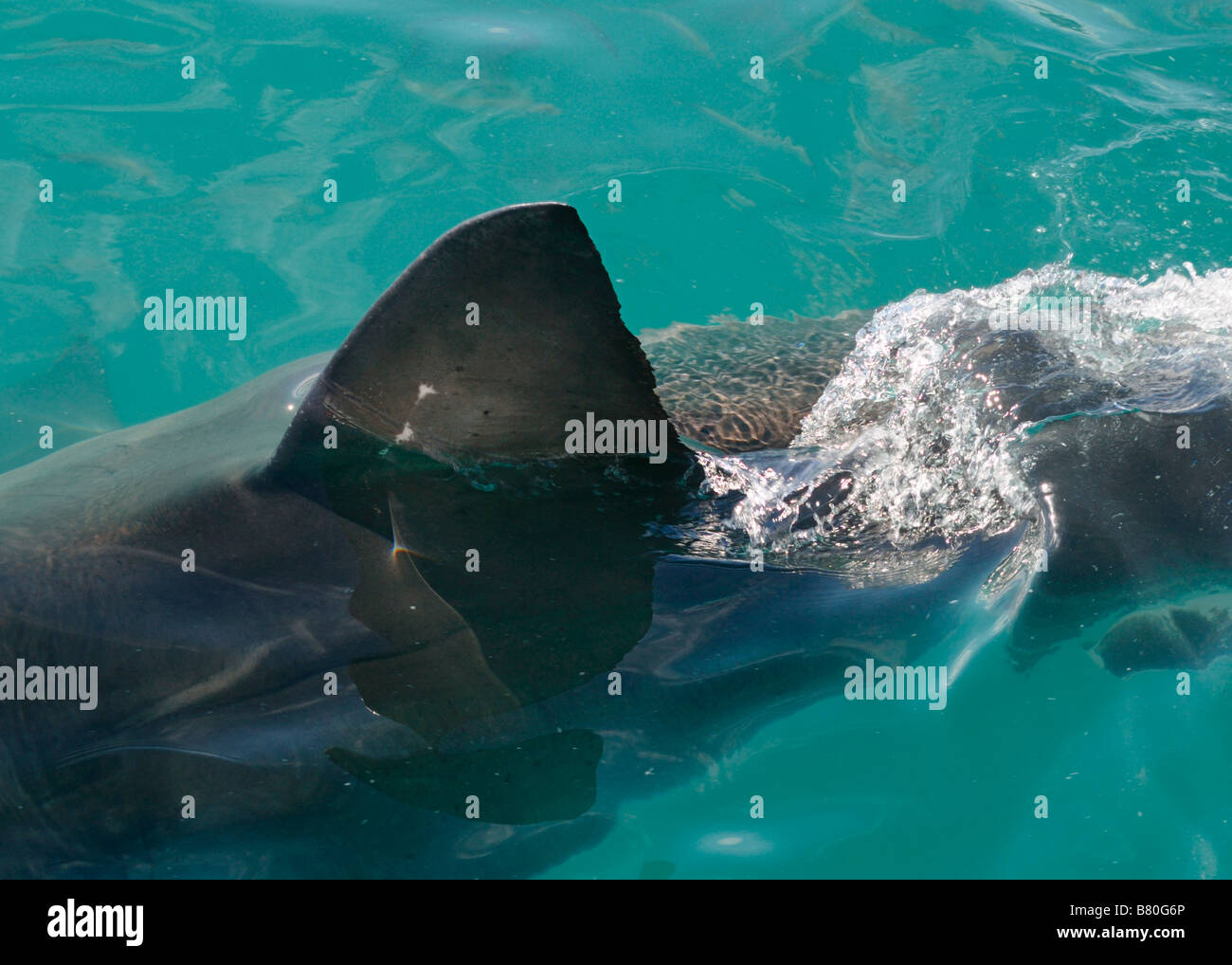Great White Shark fin Stockfoto