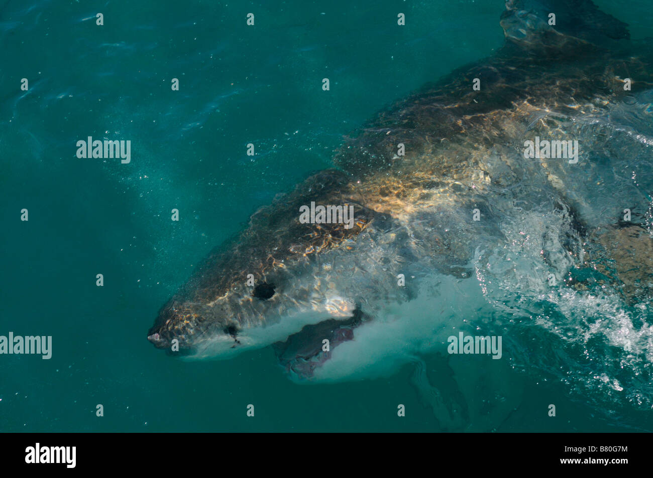 Der weiße Hai Stockfoto