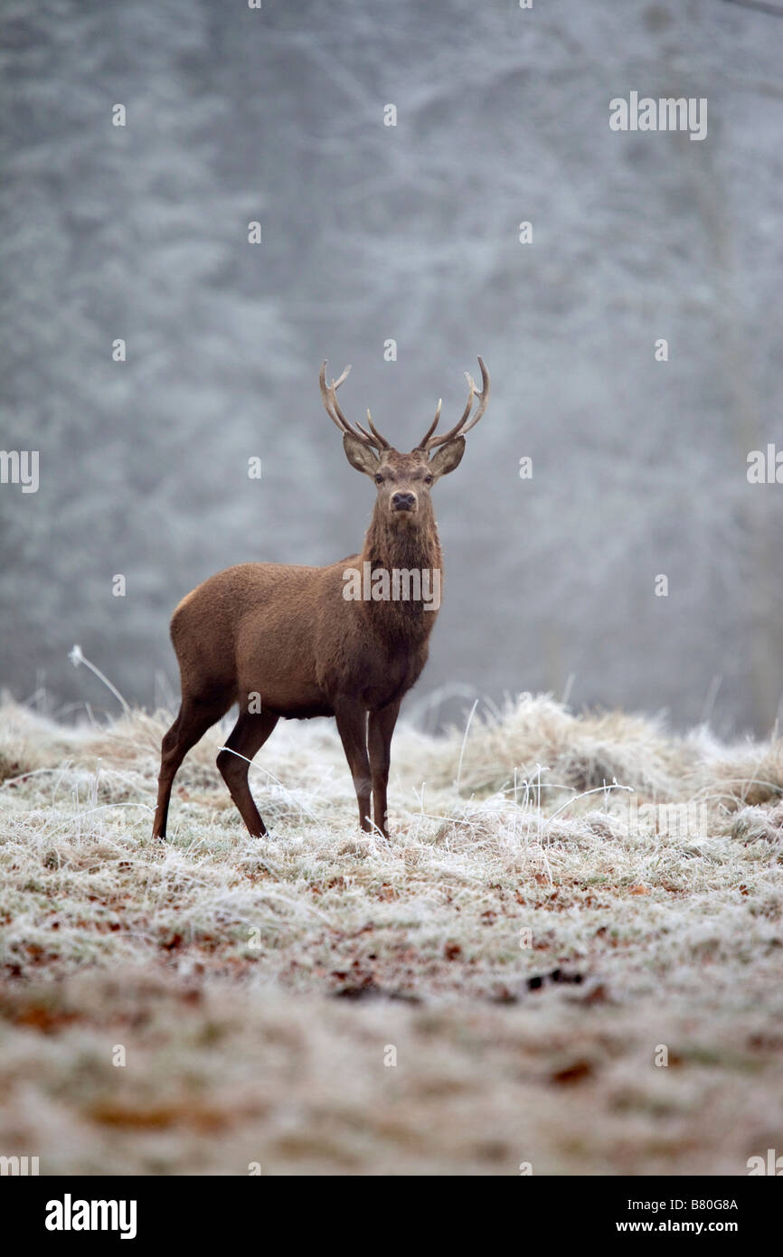 Rothirsch Cervus Elaphus in frost Stockfoto