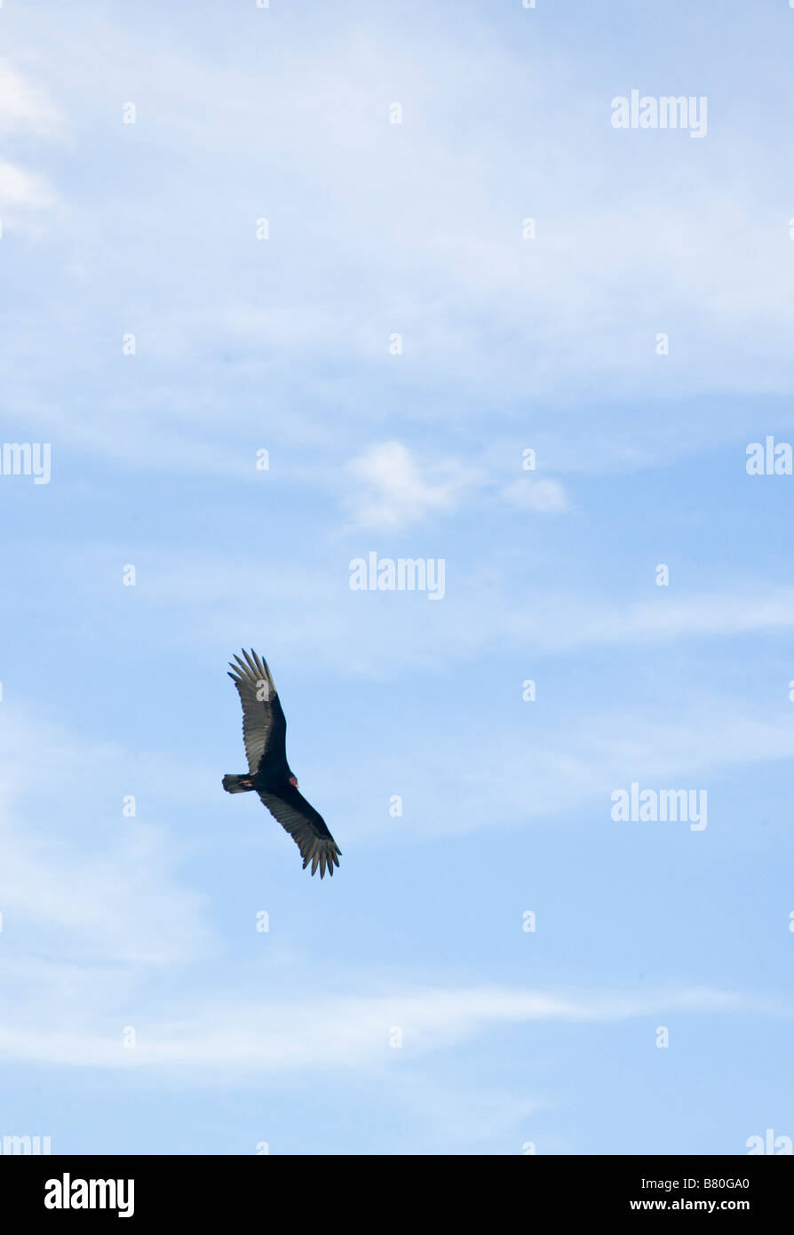 Großer Vogel fliegen. Stockfoto